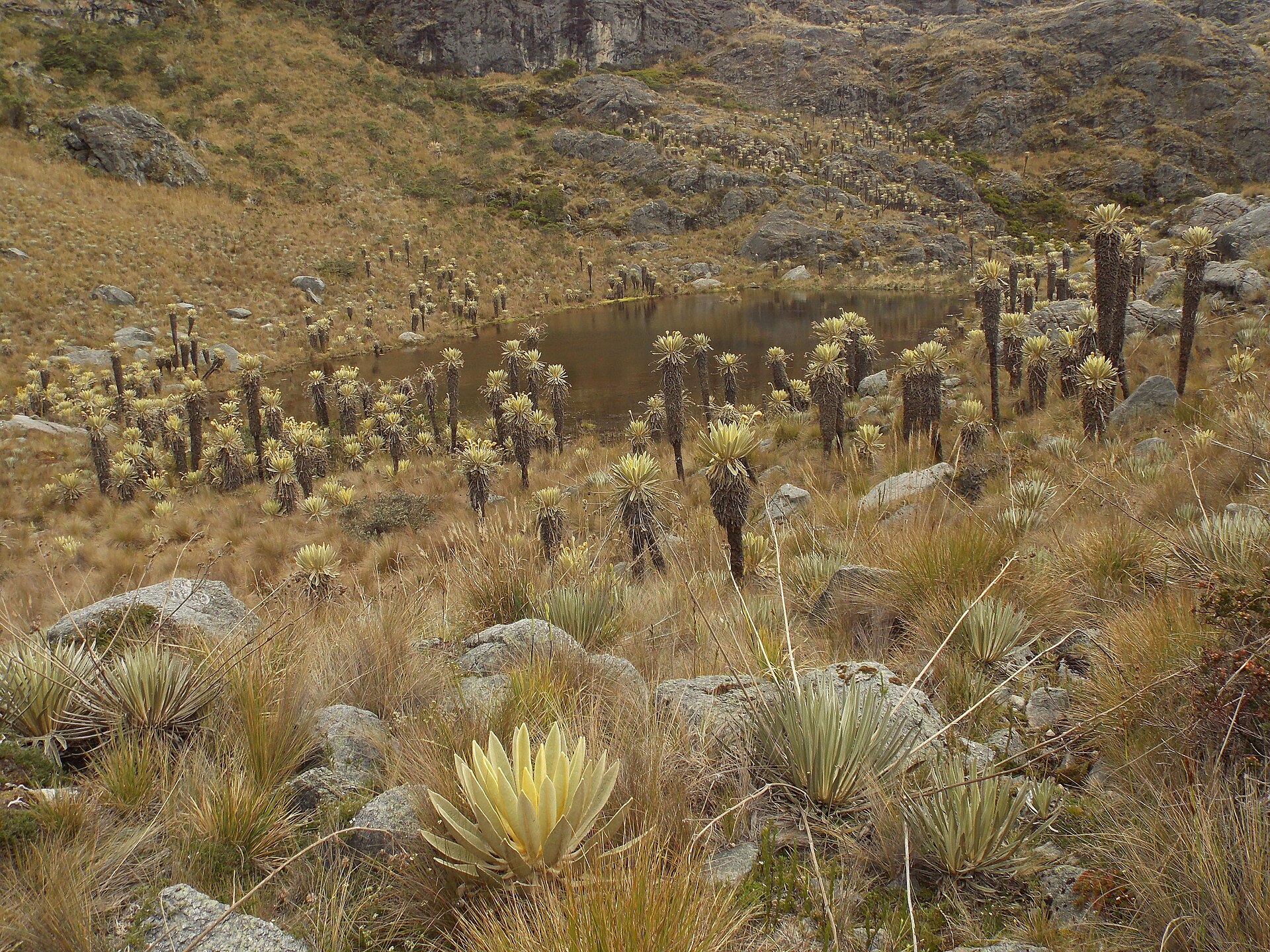 Páramo del Consuelo, Boyacá